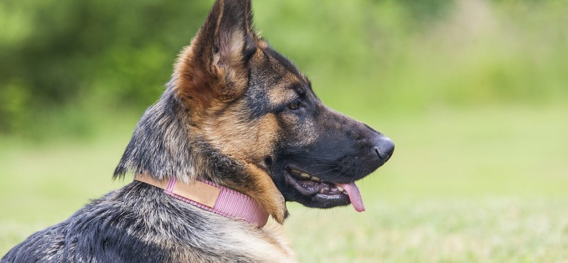 german-shepherd-7376656_1280